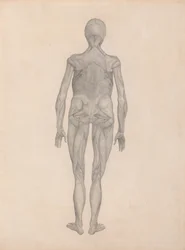 Human Figure, Posterior View