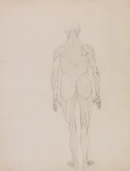 Human Figure, Posterior View