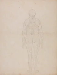 Human Figure, Posterior View