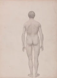 Human Figure, Posterior View, Undissected (Finished Study for Table VII)