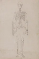 Human Skeleton, Anterior View