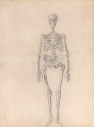 Human Skeleton, Anterior View