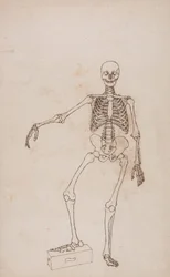 Human Skeleton, Anterior View