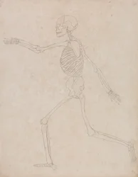 Human Skeleton, Lateral View