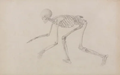 Human Skeleton, Lateral View (in Crawling Posture; finished study for an unpublished table)