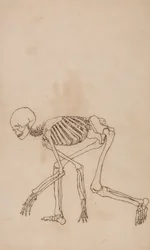 Human Skeleton, Lateral View