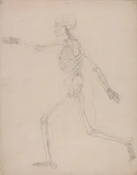 Human Skeleton, Lateral View