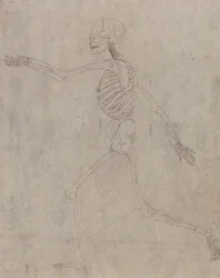 Human Skeleton, Lateral View