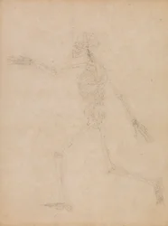 Human Skeleton, Lateral View