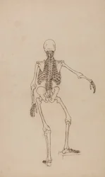 Human Skeleton, Posterior View