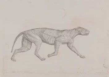 Leopard Body, Lateral View