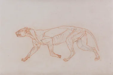 Leopard Body, Lateral View