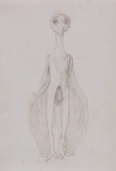 Owl Standing, Anterior View