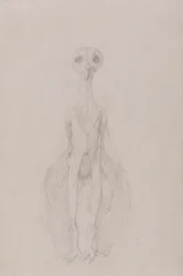 Owl Standing, Anterior View