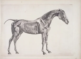 Plate from The Anatomy of the Horse, c.1766
