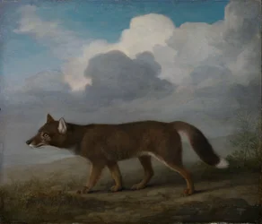 Portrait of a large dog (Dingo)