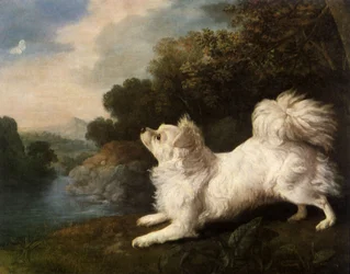 Spaniel belonging to painter Cosway chasing a butterfly, 1775