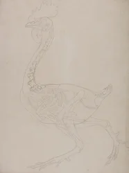 Study of a Fowl, Lateral View, from A Comparative Anatomical Exposition of the Structure of the Human Body with that of a Tiger and a Common Fowl