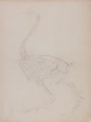 Study of a Fowl, Lateral View, from A Comparative Anatomical Exposition of the Structure of the Human Body with that of a Tiger and a Common Fowl, 1795-1806