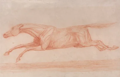 Study of a Racehorse in Action: Galloping to Left, a Semi-Anatomical Study, with Skin Flayed to Show Action of Muscles