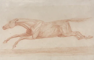 Study of a Racehorse in Action: galloping to the left