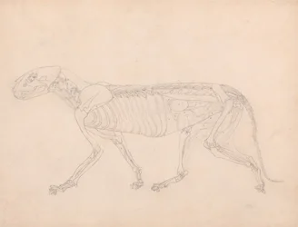 Study of a Tiger, Lateral View, Abdominal Viscera Exposed, from A Comparative Anatomical Exposition of the Structure of the Human Body with that of a Tiger and a Common Fowl