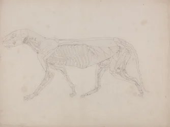 Study of a Tiger, Lateral View, from A Comparative Anatomical Exposition of the Structure of the Human Body with that of a Tiger and a Common Fowl, c.1795-1806