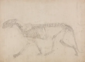 Study of a Tiger, Lateral View, from A Comparative Anatomical Exposition of the Structure of the Human Body with that of a Tiger and a Common Fowl