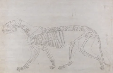 Study of a Tiger, Lateral View, from A Comparative Anatomical Exposition of the Structure of the Human Body with that of a Tiger and a Common Fowl