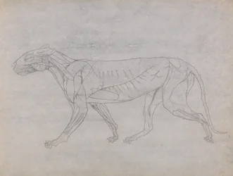 Study of a Tiger, Lateral View, from A Comparative Anatomical Exposition of the Structure of the Human Body with that of a Tiger and a Common Fowl