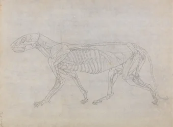 Study of a Tiger, Lateral View, from A Comparative Anatomical Exposition of the Structure of the Human Body with that of a Tiger and a Common Fowl