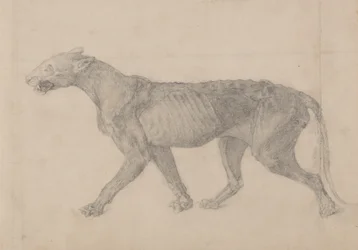 Study of a Tiger, Lateral View, from A Comparative Anatomical Exposition of the Structure of the Human Body with that of a Tiger and a Common Fowl