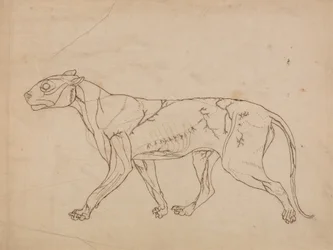 Study of a Tiger, Lateral View, from A Comparative Anatomical Exposition of the Structure of the Human Body with that of a Tiger and a Common Fowl