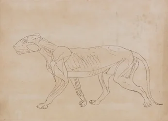Study of a Tiger, Lateral View, from A Comparative Anatomical Exposition of the Structure of the Human Body with that of a Tiger and a Common Fowl