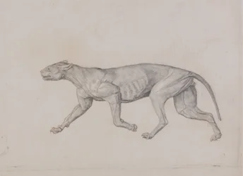 Study of a Tiger, Lateral View, from A Comparative Anatomical Exposition of the Structure of the Human Body with that of a Tiger and a Common Fowl