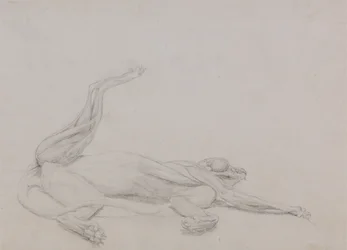 Study of a Tiger, Recumbent, Viewed Ventrally, from A Comparative Anatomical Exposition of the Structure of the Human Body with that of a Tiger and a Common Fowl
