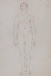 Study of the Human Figure, Anterior View (Outline Drawing for Table VI)