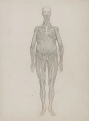 Study of the Human Figure, Anterior View, from 