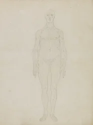Study of the Human Figure, Anterior View, from 