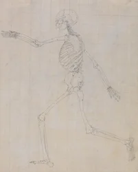 Study of the Human Figure, Lateral View, finished study for Table III, from A Comparative Anatomical Exposition of the Structure of the Human Body with that of a Tiger and a Common Fowl