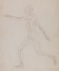 Study of the Human Figure, Lateral View, from A Comparative Anatomical Exposition of the Structure of the Human Body with that of a Tiger and a Common Fowl, c.1795-1806