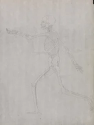 Study of the Human Figure, Lateral View, from A Comparative Anatomical Exposition of the Structure of the Human Body with that of a Tiger and a Common Fowl