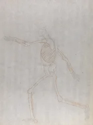 Study of the Human Figure, Lateral View, from A Comparative Anatomical Exposition of the Structure of the Human Body with that of a Tiger and a Common Fowl