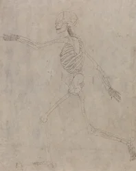 Study of the Human Figure, Lateral View, from A Comparative Anatomical Exposition of the Structure of the Human Body with that of a Tiger and a Common Fowl