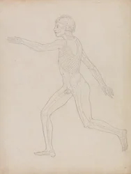 Study of the Human Figure, Lateral View, from A Comparative Anatomical Exposition of the Structure of the Human Body with that of a Tiger and a Common Fowl, 1795-1806