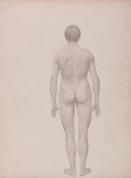 Study of the Human Figure, Posterior View, Undissected, Finished Study for Table VII, from A Comparative Anatomical Exposition of the Structure of the Human Body with that of a Tiger and a Common Fowl