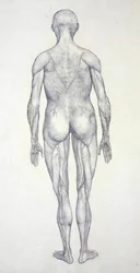 Study of the Human Figure, Posterior View, from A Comparative Anatomical Exposition of the Structure of the Human Body with that of a Tiger and a Common Fowl, c.1795-1806