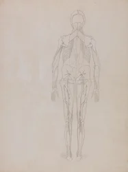 Study of the Human Figure, Posterior View, from A Comparative Anatomical Exposition of the Structure of the Human Body with that of a Tiger and a Common Fowl, c.1795-1806