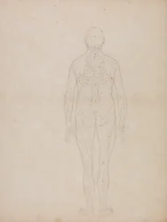Study of the Human Figure, Posterior View, from A Comparative Anatomical Exposition of the Structure of the Human Body with that of a Tiger and a Common Fowl, c.1795-1806