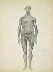 The Human Figure, anterior view, from the series 